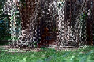 Foto Chiva-Som Hua Hin ***** Hua Hin