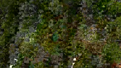 Foto Bambu Indah Villa *** Ubud