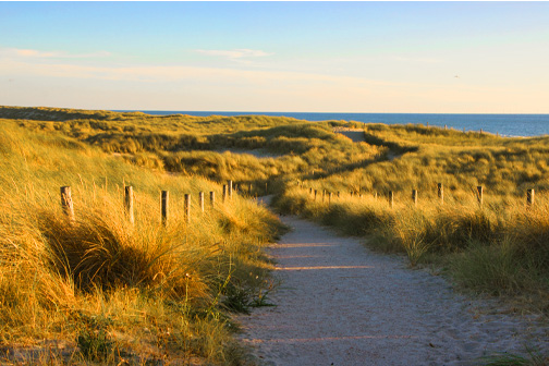 De duinen in Callantsoog met de Noordzee op de achtergrond in Nederland