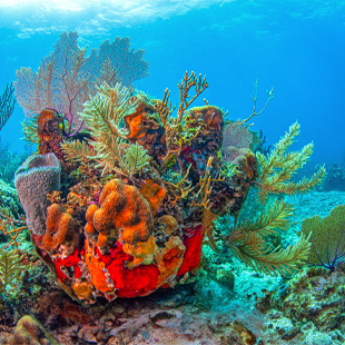 Turquoise zee bij Bonaire met helder water, koraalriffen onder het oppervlak en een tropische kust onder een zonnige lucht.