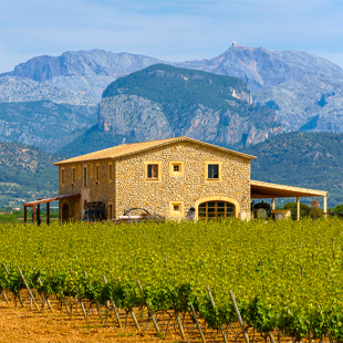 Wijngaard bij Binissalem op Mallorca met lange rijen druivenranken, groene velden en bergen op de achtergrond.