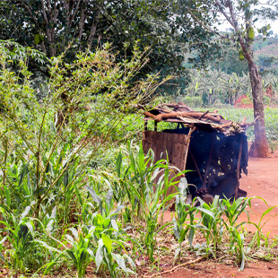 Een typische koffieplantage in Tanzania, met een klein hutje