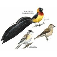 Princeton Vogelgids Birds Of Botswana