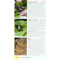 Struik Pocket Guide Insects Of East Africa